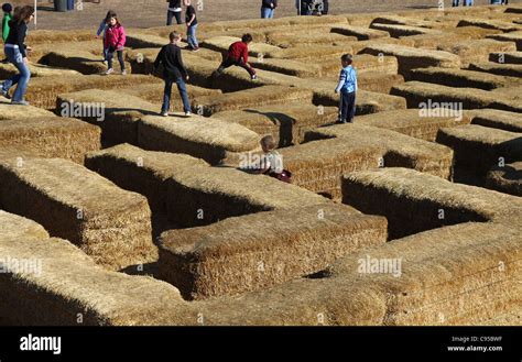 Kids Playing On A Hay Bale Maze At Severs Corn Maze In Minnesota Stock