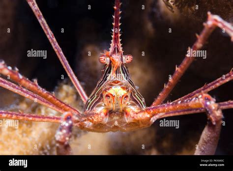 Panamic Arrow Crab Stenorhynchus Debilis La Paz Baja California Sur