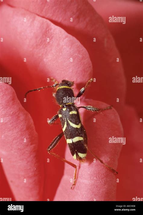 Wasp Beetle Clytus Arietis Mimics Of Wasp Stock Photo Alamy