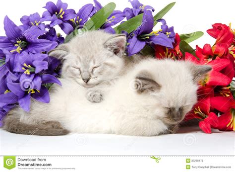 Two Cute Kittens Sleeping Stock Image Image Of Background