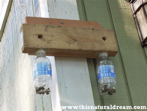 The Best How To Make Carpenter Bee Traps Ideas Newspaper Topics