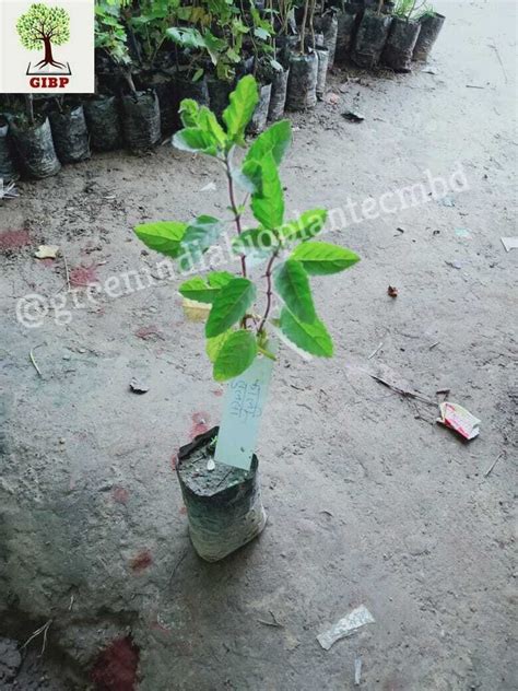 Green Kali Tulsi Plants At Rs 65kg In Moradabad Id 23358393373