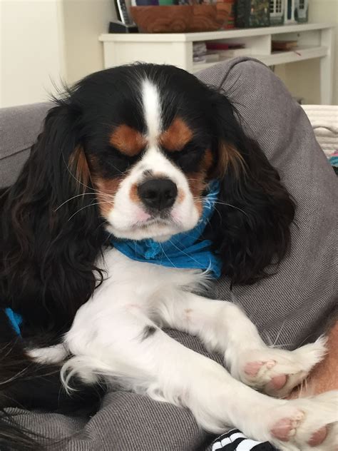 Cavalier King Charles Spaniel Puppies For Adoption In Massachusetts