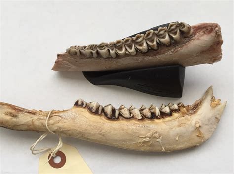 Using The Jawbone To Estimate Your Deers Age After The Hunt