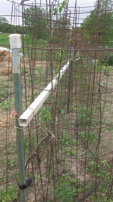 I Like This Idea Of Making Tomato Cages Supported By T Posts And Pvc