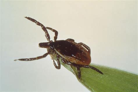 Blacklegged Ticks Carry Probably Spread Chronic Wasting Disease