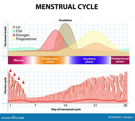 Ovulation Graph Menstrual Cycle
