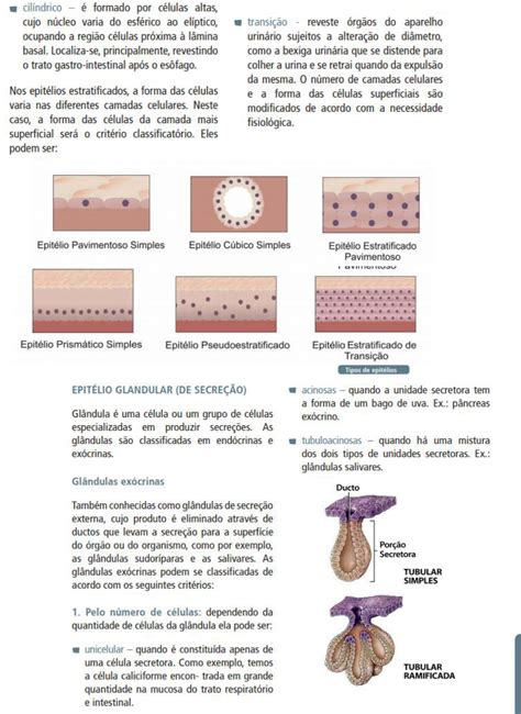 Tecido Epitelial Tecido Epitelial Resumos Enem Estudo Das Celulas The