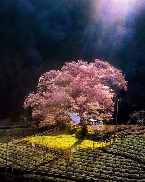 Visit Japan Every Spring Photographers Flock To This Tea Plantation