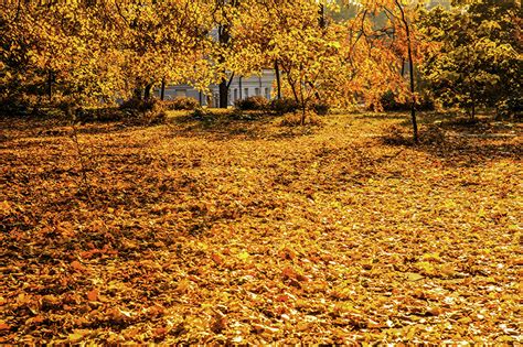 Images Foliage Autumn Nature Trees Seasons