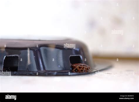 Cockroach Blattella Germanica Crawls Out From The Poisoned Trap On