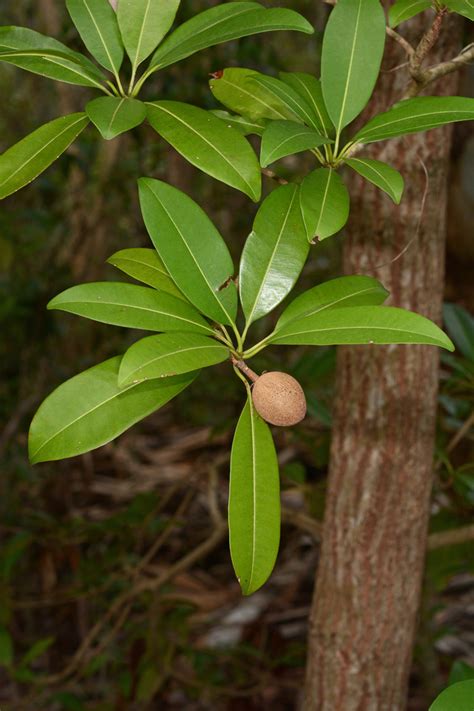 Manilkara Zapota Sapotaceae