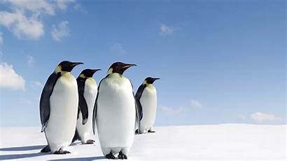 Penguins Desktop Penguin Wallpapers Windows