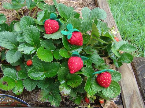 If you plant new strawberry beds in the summer, you will harvest the first fruits in the following year. Felt Strawberries | Cook Clean Craft
