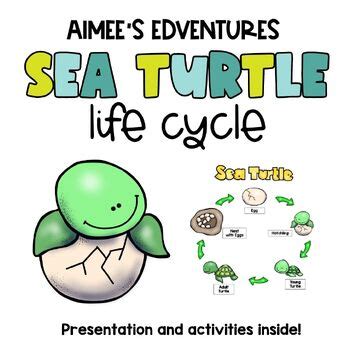 Sea Turtle Life Cycle Fun Science Activities By Aimee S Edventures Llc