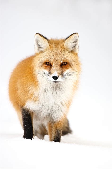Red Fox Portrait Photograph By Mike Robinson Fine Art America