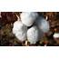 How Has The Cotton Plant Adapted To Survive  Sciencing
