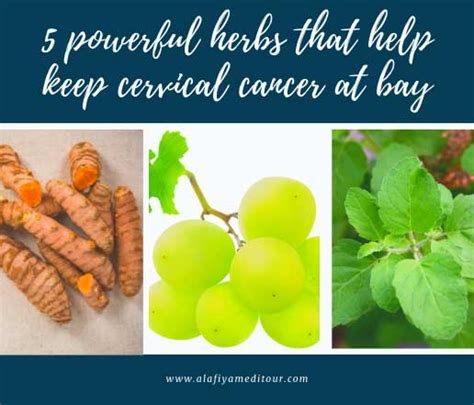 5 Powerful Herbs That Help Keep Cervical Cancer At Bay