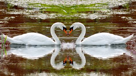 1920x1080 1920x1080 Animals Lake Reflection Swans Water River