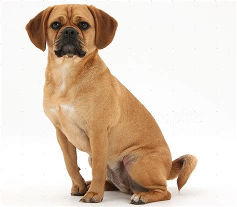 Puggle Breed Information Facts Pictures Temperament And Characteristics