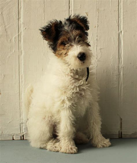 Pin On Wire Fox Terriers