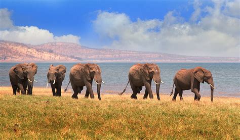 Zimbabwe Wildlife Safari Hwange Lake Kariba And Harare 7 Days Kimkim