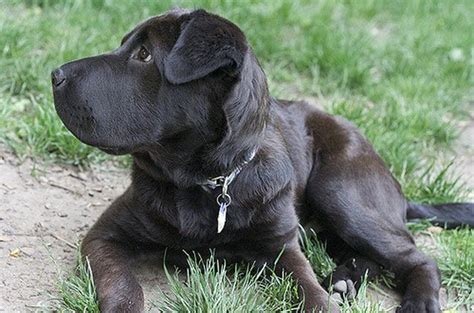 Lab Pei Dog Breed Health Temperament Training Feeding And Puppies