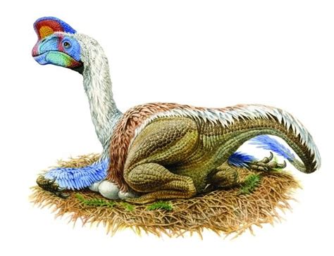 Oviraptor Paleontology World