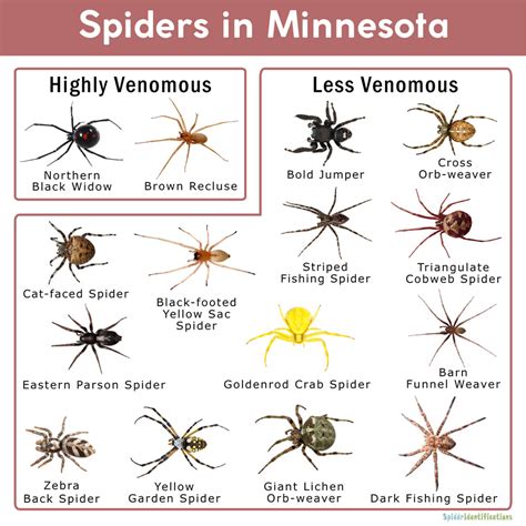 Southern California Spiders Identification Chart