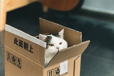 The Science Behind Cats Sitting In Boxes