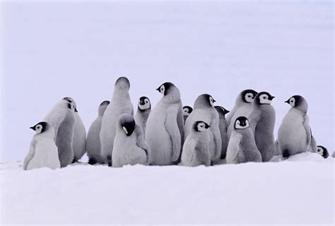 Emperor Penguin Group Of Young Photograph By Nhpa Fine Art America