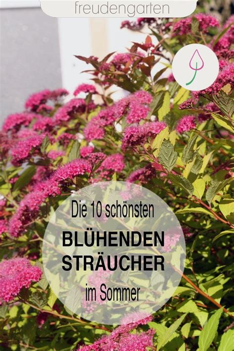 Durch die verschiedenen arten von büschen, die es gibt, werden sie bestimmt immer einen. Die 10 schönsten sommerblühenden Sträucher | Sträucher ...
