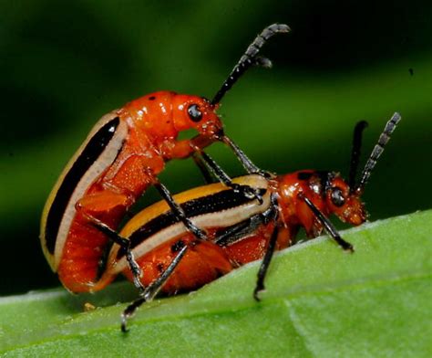 Maycintadamayantixibb Red Beetle With Three Black Stripes