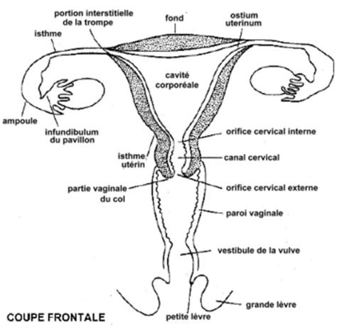 Rappels D’anatomie Et De Physiologie L’appareil Génital Féminin Laboratoire D Histologie Et