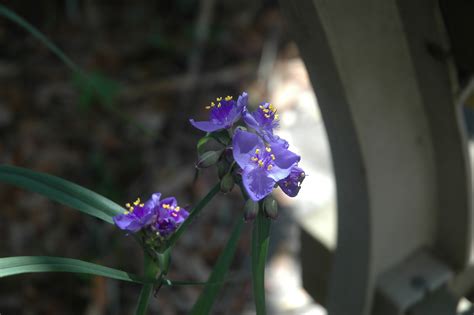30 March 2022 – Spring, Tybee Island, Ga. – L. Darryl Armstrong