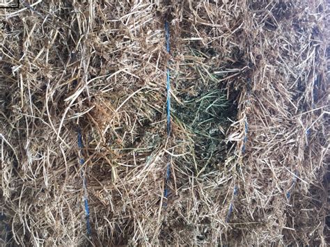 Lucerne Hay 8x4x3 74 X 625 Kg Approx Bales Hay And Fodder