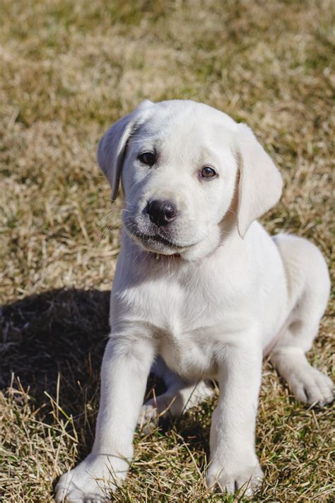 This means the dogs may have already been killed in june this year. Male White lab Puppy Wesson - PLACED - Puppy Steps Training