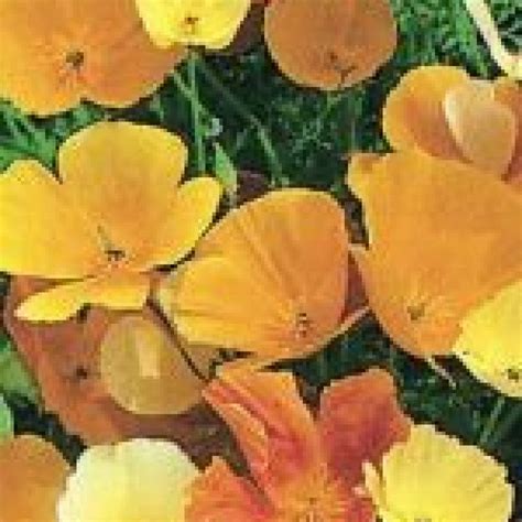 Limit my search to r/poppyseed. California Poppy Seeds (Mixed Colours) 5090 | OSC Seeds
