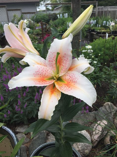 Lilium Oriental Salmon Star Grows To 22 Inches Tall Fragrant