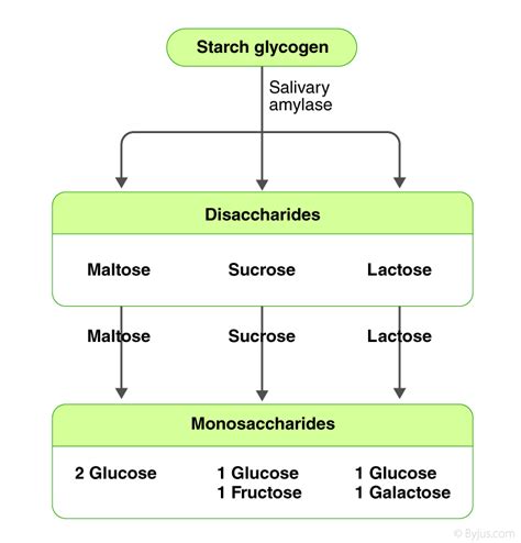 Digestive System Flow Chart Class 10