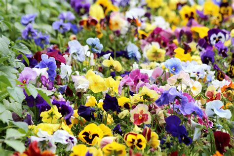 Free Images Pansies Violet Viola Tricolor Summer Flowers Garden