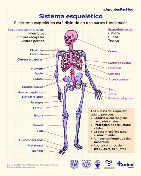 Anatomia Ppt Huesos Del Esqueleto Axial Ppt Powerpoin