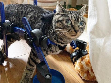 Disabled Cat Walks For The First Time ‘im Not Crying You Are Crying Disabled Cat Takes