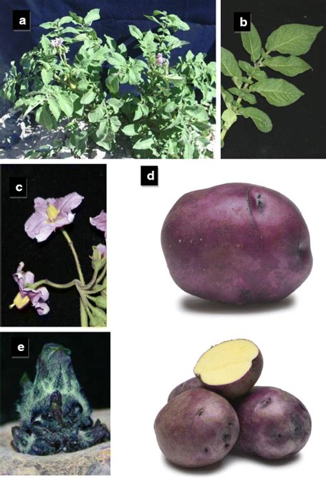 Huckleberry gold produces round to oval small to medium sized tubers with purple skin and yellow flesh. Huckleberry Gold: A Specialty Market Potato Cultivar with Purple-Skin, Yellow-Flesh, High Tuber ...