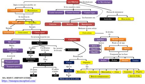 Mapa Conceptual La CÉlula Y Su Estructura