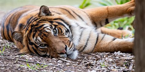 Sumatran Tiger Facts And Information Adelaide Zoo