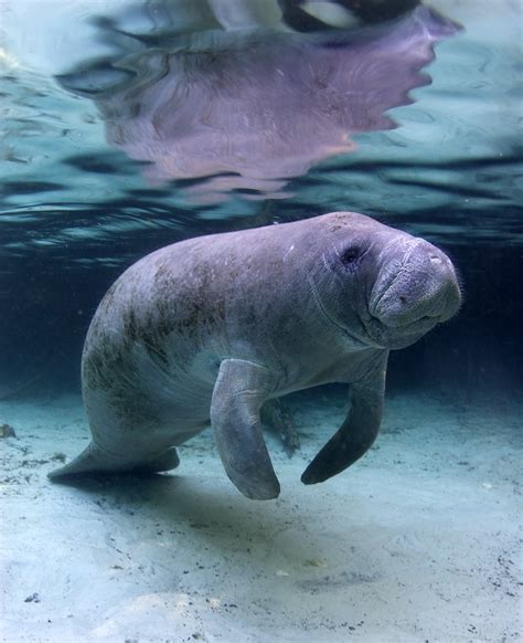 Florida Manatee Population Likely To Withstand For 100 Years Mares