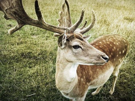 How Long Do Deer Live Catch Them Easy