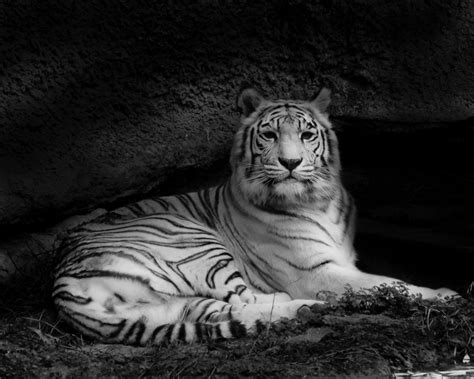 White Tiger Memphis Zoo Memphis Tn Photo By Kent Fleshman
