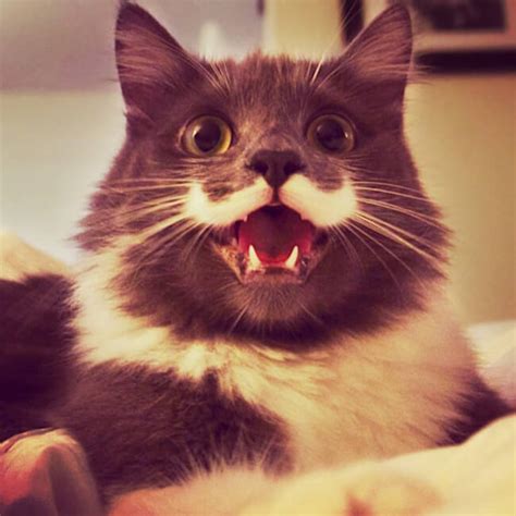 These 86 Smiling Cats Is All Youre Going To Need Today
